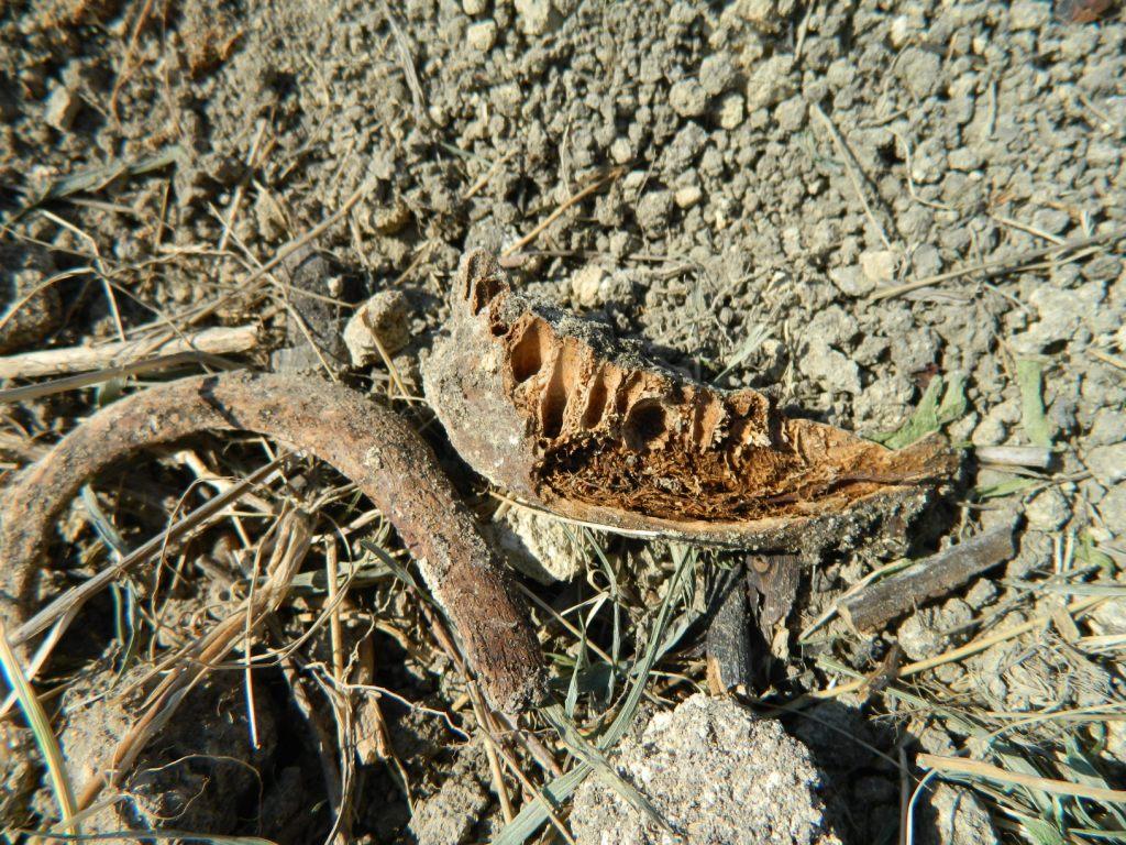 В поисках наживы- охота за золотыми коронками